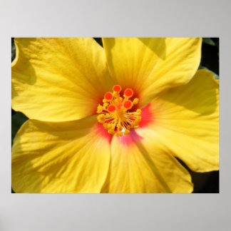 Sunshine Gult Hibiscus Poster