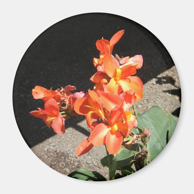 Sunshine Kärlek... Magnet (Framsidan)