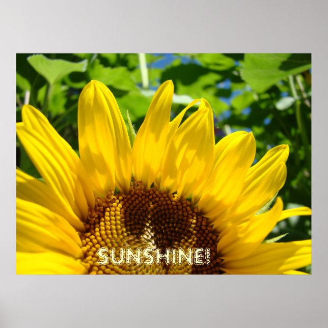 SUNSHINE! Konst skriver ut Solrosfärgrafik på blom Poster (Framsidan)