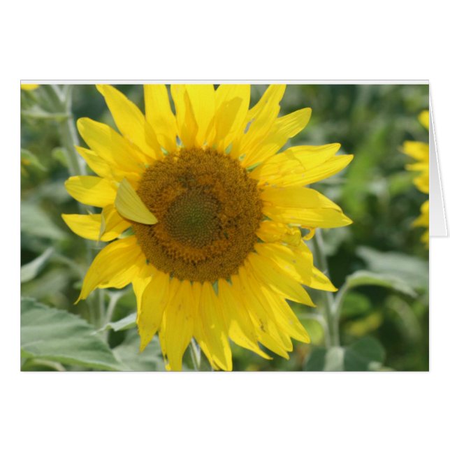 SUNSHINE NOTES OBS KORT (Framsidan Horizontal)