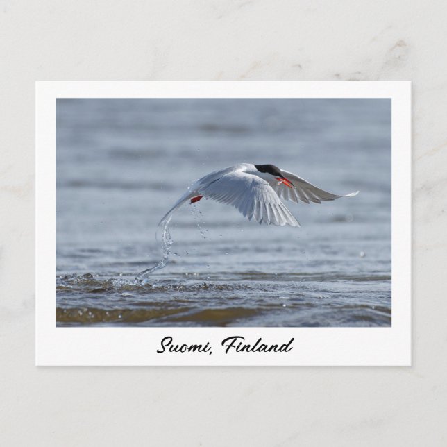 Suomi, finskt naturfoto vykort (Framsida)