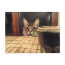 Sup Beer? Lustigt fotfotografi av Humor Kattunge