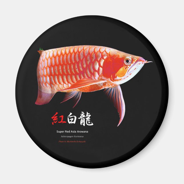 Super Red Arowanaの冷蔵庫マグネット,No.01 Magnet (Framsidan)