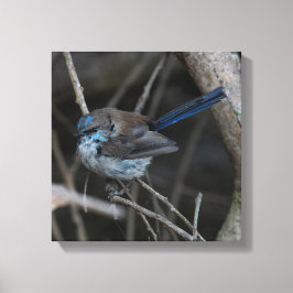 Superb Fairy wren Bird Australia Canvastryck