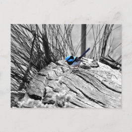 Superb Fairy Wren Blue Bird Postcard Vykort