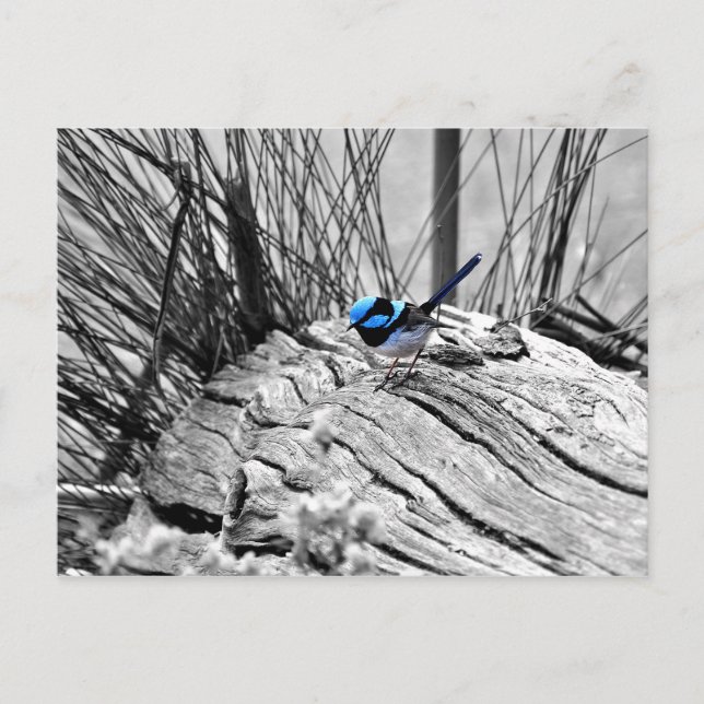 Superb Fairy Wren Blue Bird Postcard Vykort (Framsida)