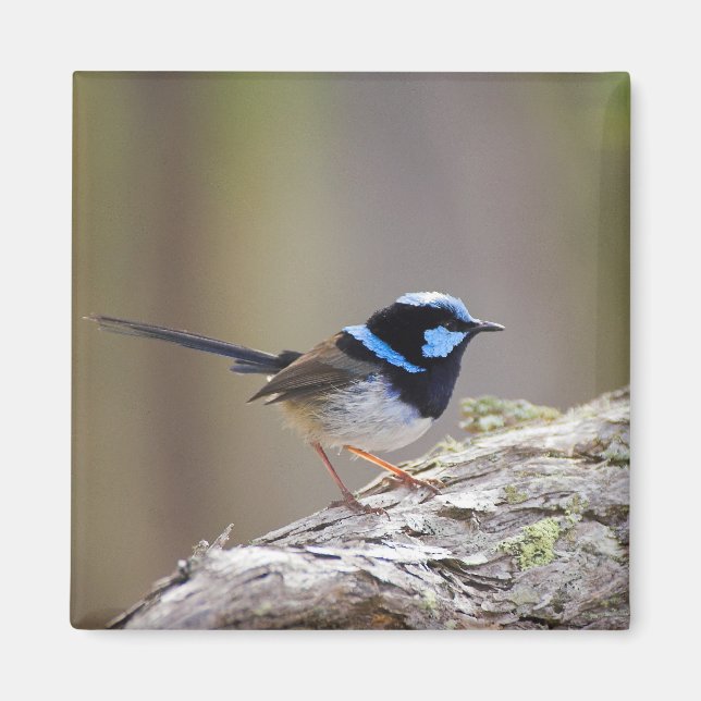 Superb Fairy Wren Magnet (Framsidan)