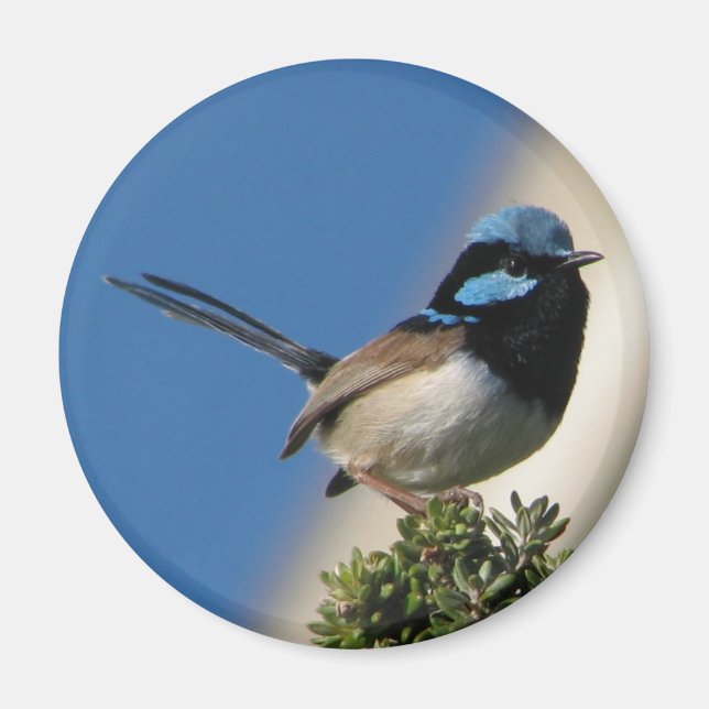 Superb Fairy wren Magnet (Framsidan)