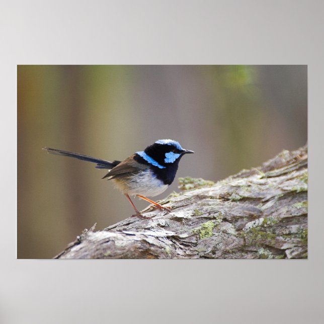 Superb Fairy Wren Poster (Framsidan)