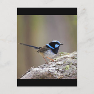 Superb Fairy Wren Vykort