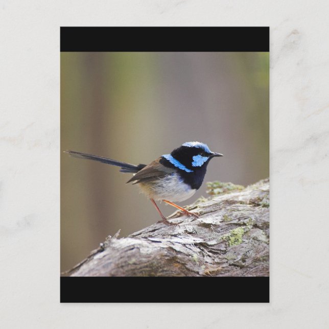 Superb Fairy Wren Vykort (Framsida)