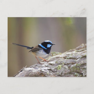 Superb Fairy Wren Vykort