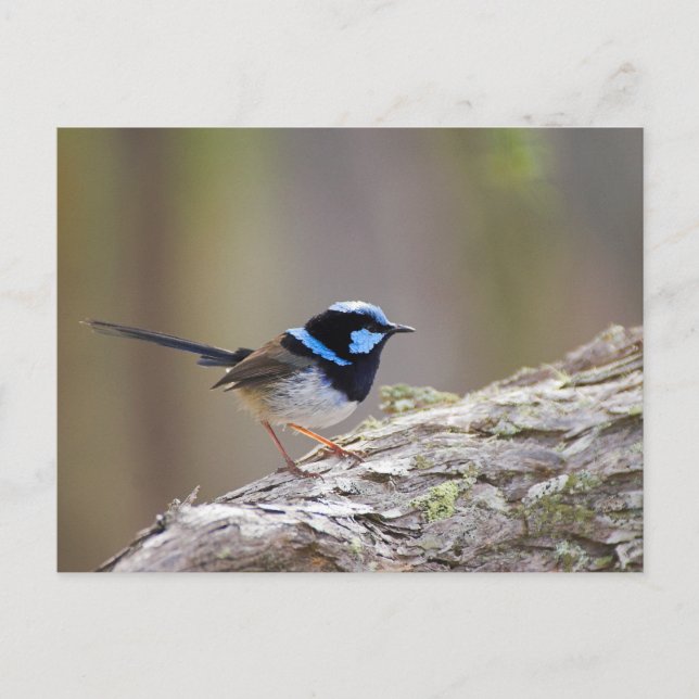 Superb Fairy Wren Vykort (Framsida)
