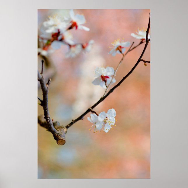 Superb Japanska Apricot Flowers Poster (Framsidan)