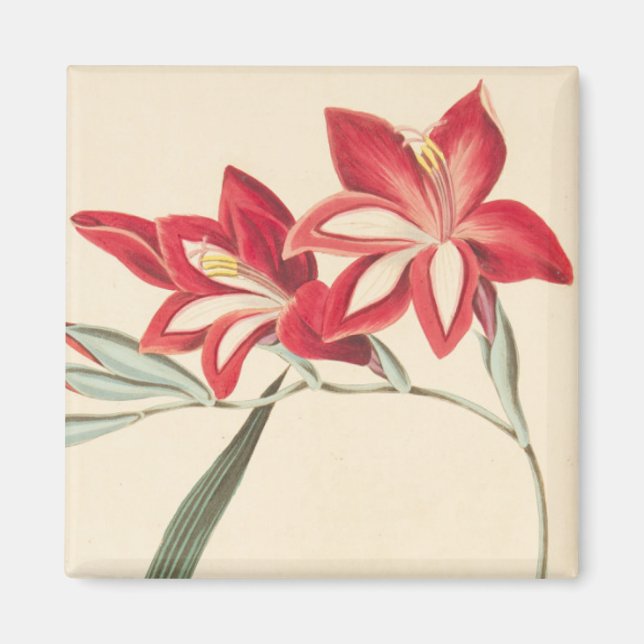 Superb Maj-Flagga Magnet (Framsidan)