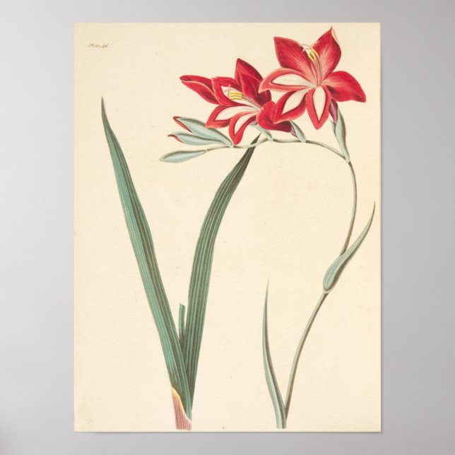 Superb Maj-Flagga Poster (Framsidan)