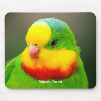 Superb Parrot Musmatta