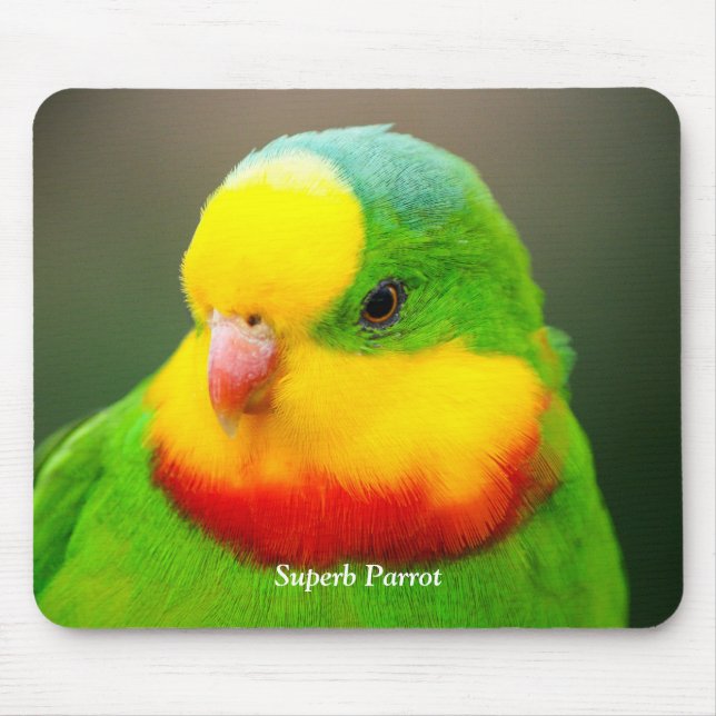 Superb Parrot Musmatta (Framsidan)