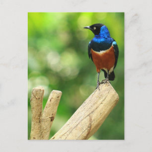 Superb Starling-vykort Vykort