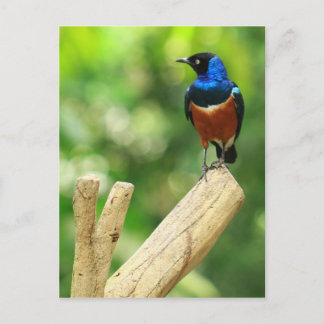 Superb Starling-vykort Vykort