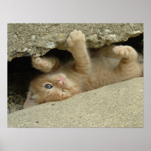 Superhjälte Kitty Cat Humor Poster
