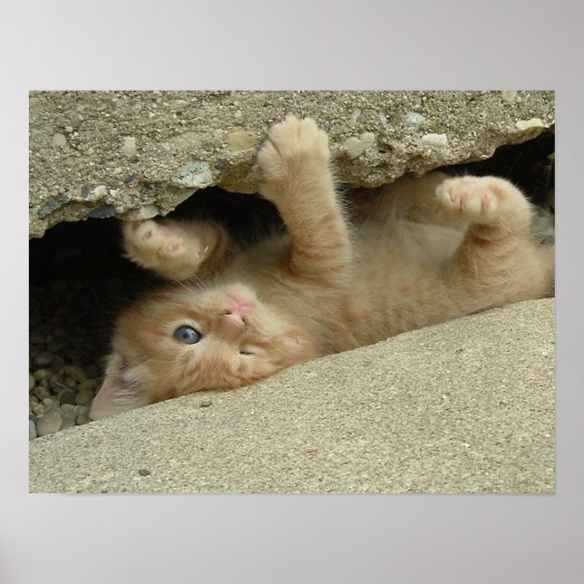 Superhjälte Kitty Cat Humor Poster (Framsidan)
