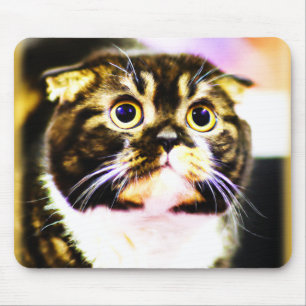 Superskoj Foto av en fin katt. Köp nu Musmatta