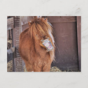 Superskoj Horsey Vykort