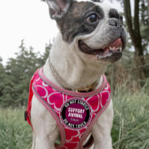 Support Animal DO NOT STARTLE OR TOUCH Custom Text