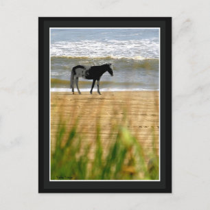 Surfa Horse Vykort