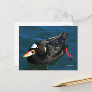 Surfa Scoter Anka vid Piers Kant Vykort