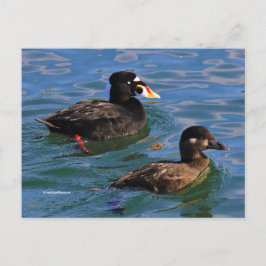 Surfa Scoter Parade Ankor vid Piers Kant Vykort