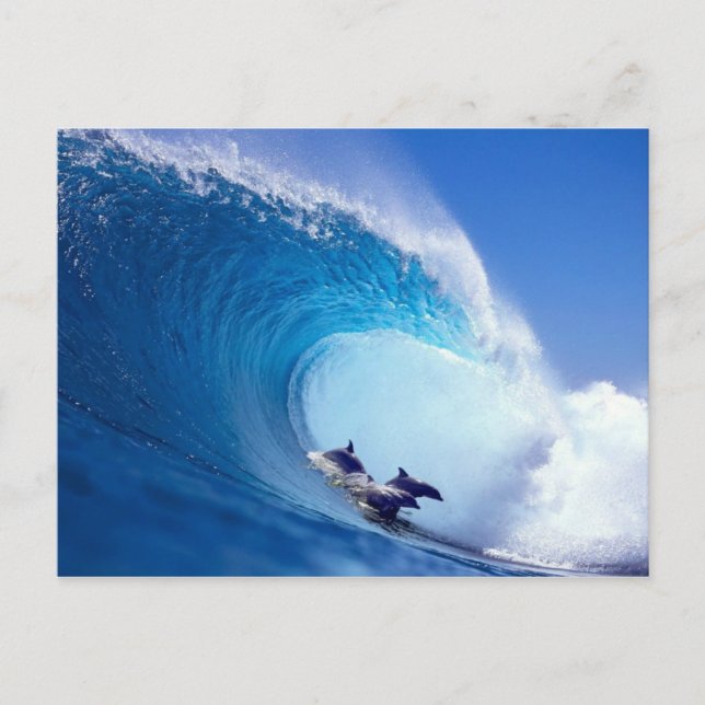 Surfande delfiner vykort (Framsida)