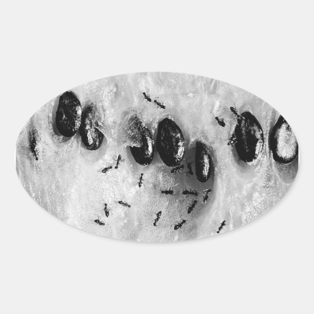 surfande ovalt klistermärke (Framsida)