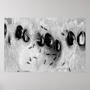 surfande poster