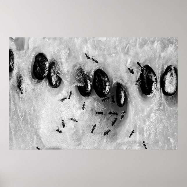surfande poster (Framsidan)