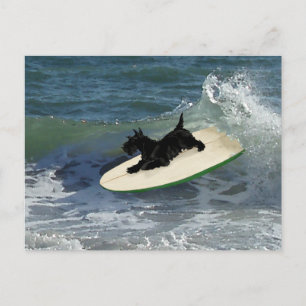Surfande Scottish Terrier Vykort