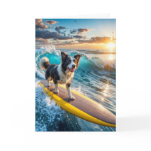 Surfing Gräns Collie