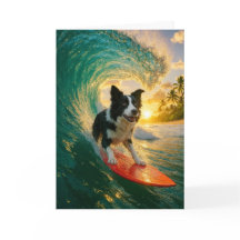Surfs Up Gräns Collie