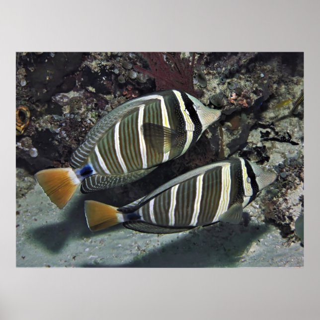 Surgeonfish Pair Poster (Framsidan)