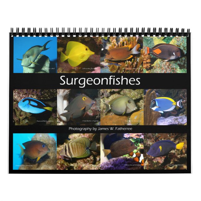 Surgeonfishes Wall Calendar av J.W. Faderträdet. Kalender (Omslag)