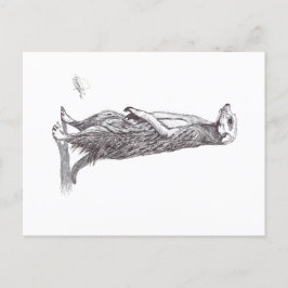 SURICATA. MEERKAT VYKORT