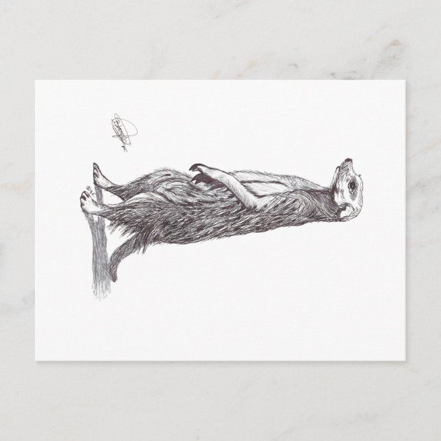 SURICATA. MEERKAT VYKORT (Framsida)