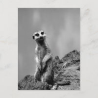 Suricate