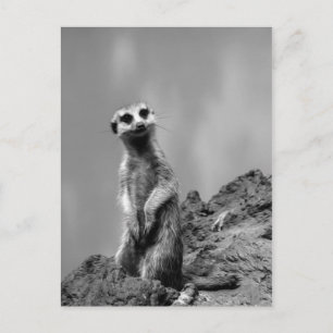 Suricate Vykort