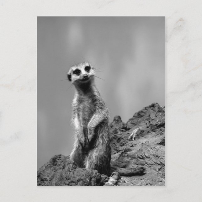 Suricate Vykort (Framsida)
