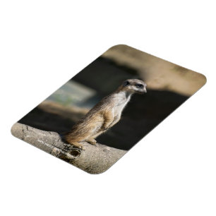 Surikat Magnet