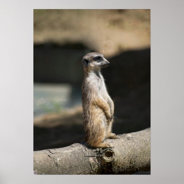 Surikat Poster (Framsidan)