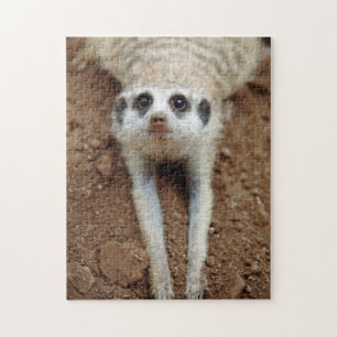 Surikat (Suricata Suricatta) som svalkar ner Pussel