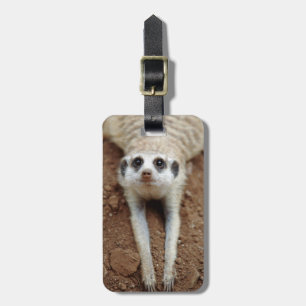 Surikat (Suricata suricatta) svalkar ner Bagagebricka